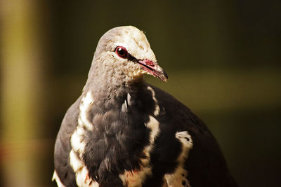 Close-up of a bird