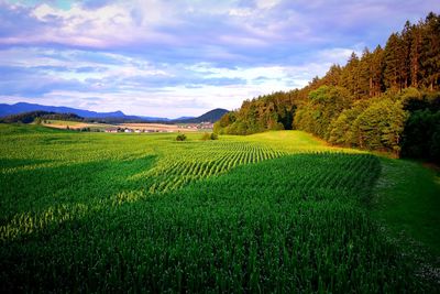 Scenic view of agricultural field against sky