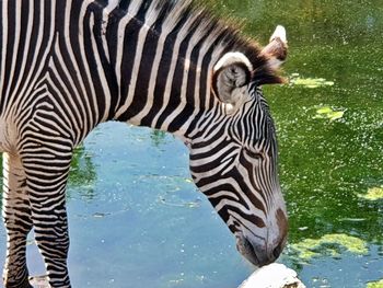 Zebras drinking water in lake