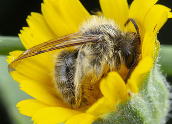 Close-up of bee on yellow flower