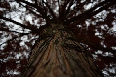 Low angle view of tree against sky