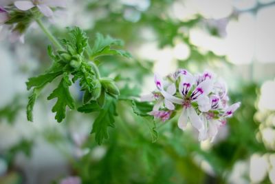 Close-up of flowers blooming on tree