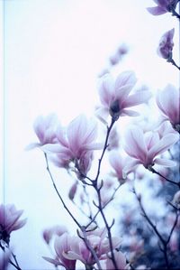 Low angle view of flowers blooming against sky