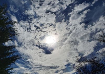 Low angle view of trees against blue sky