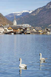 Swans swimming in lake