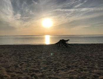 View of a horse on beach