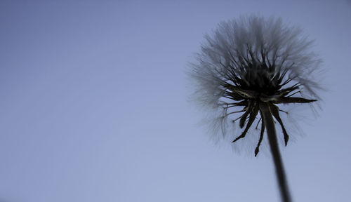 Close-up of flower against clear sky