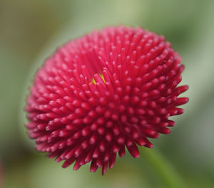 Close-up of pink flower