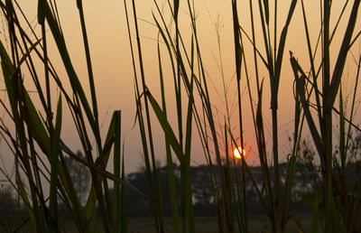 Close-up of silhouette plants against sunset sky