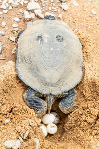 Turtle on sand