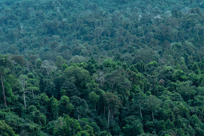 High angle view of trees in forest