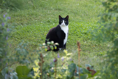 Black and white cat hiding behind bushes in a backyard exploring foreign territory staring at camera