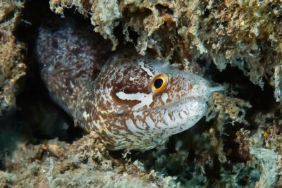 Close-up of fish underwater