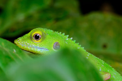 Close-up of green lizard