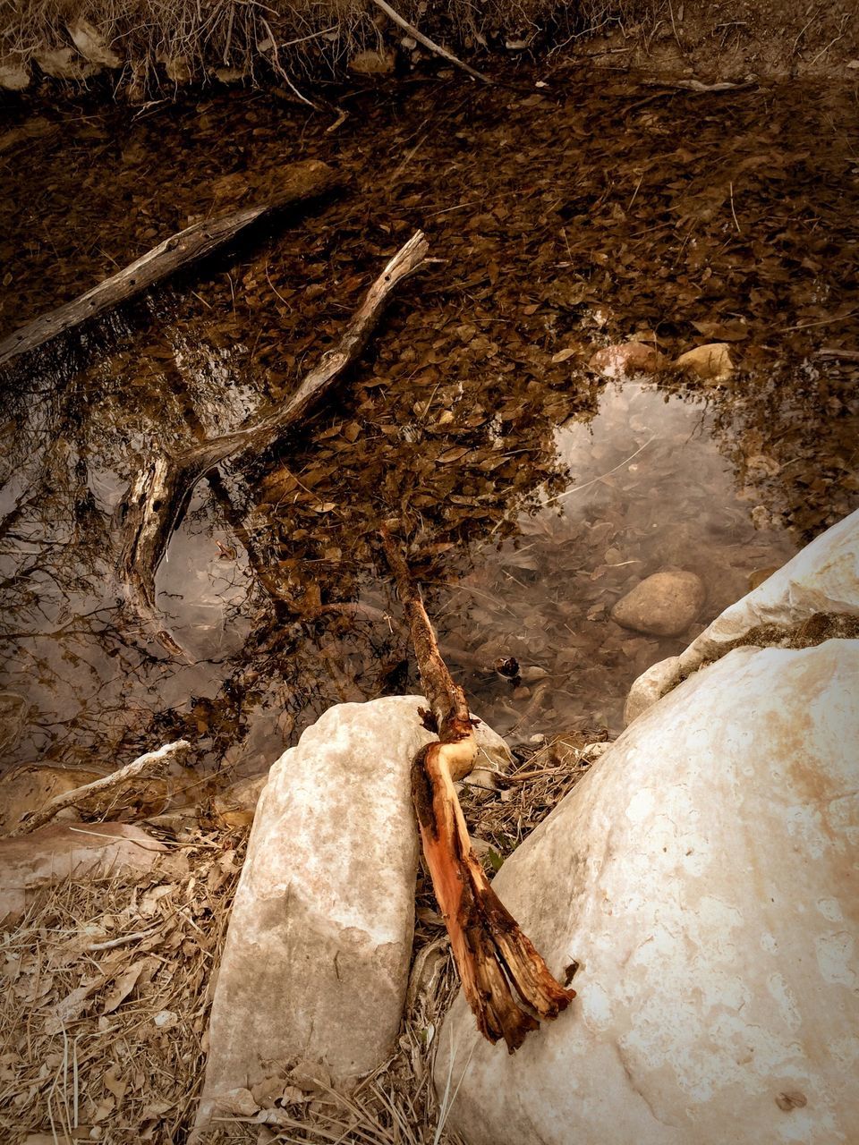 animal themes, water, animals in the wild, high angle view, wildlife, one animal, nature, sunlight, lake, day, sand, outdoors, reflection, rock - object, tranquility, zoology, shadow, no people, reptile, beauty in nature