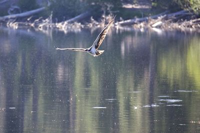 Bird flying over sea