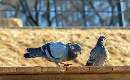 Close-up of bird perching on wood