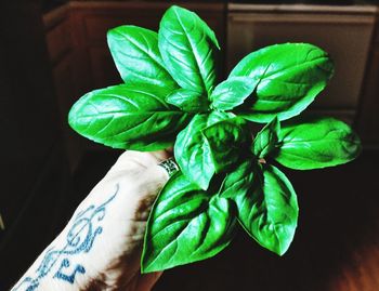 Close-up of hand holding plant