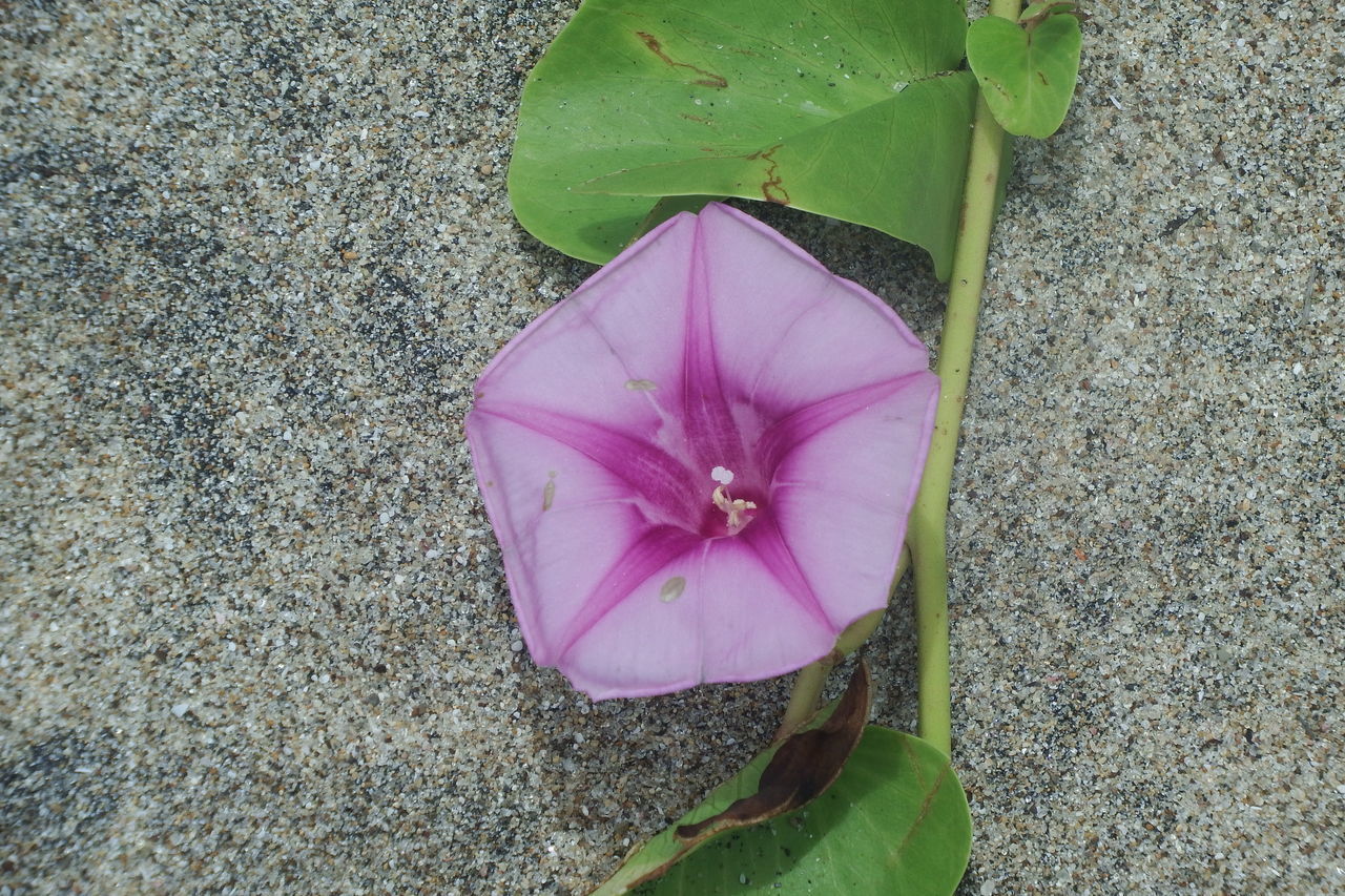 CLOSE-UP OF PINK ROSE FLOWER