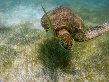 Close-up of a turtle at seabed