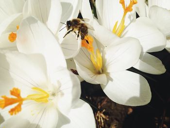 Close-up of bee pollinating on white flower