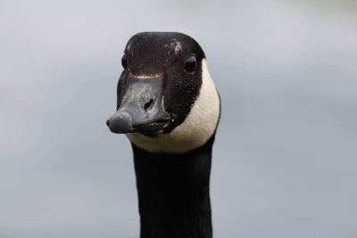 Close-up portrait of bird against blurred background