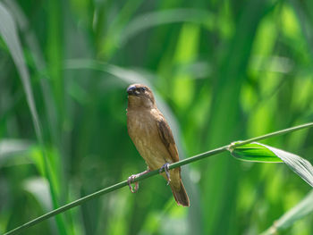 Close-up of bird perching on cable against blurred background