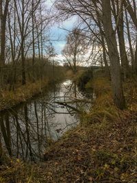 Scenic view of lake in forest