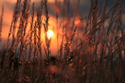 Close-up of plants growing during sunset