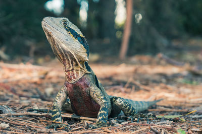 Close-up of lizard on land