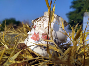 Close-up of birds in nest