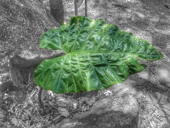 High angle view of green leaf on plant