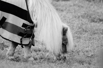 Horse in a field