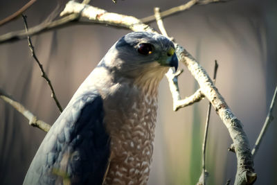 Close-up of a bird