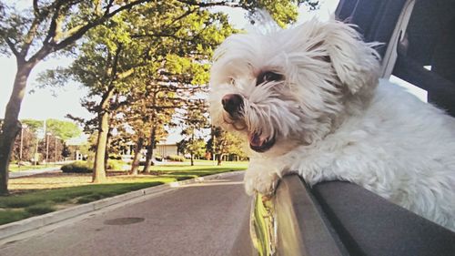 Dog on road