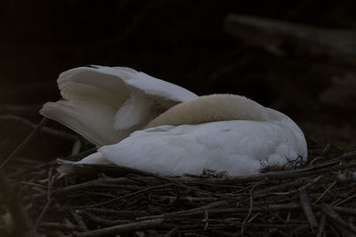 Close-up of birds in nest