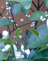 Close-up of flowers on tree