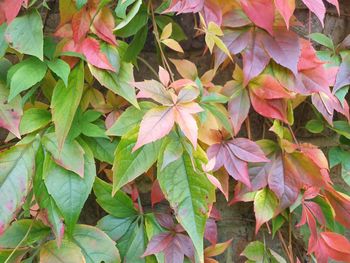 Full frame shot of pink flowering plants