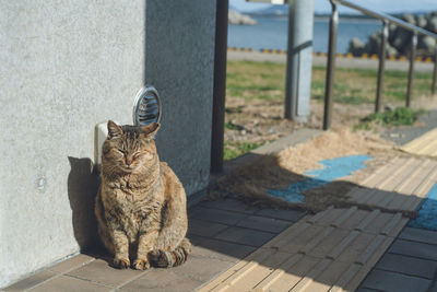 Stray cats at the ferry to ainoshima island, a cat island in fukuoka prefecture japan.