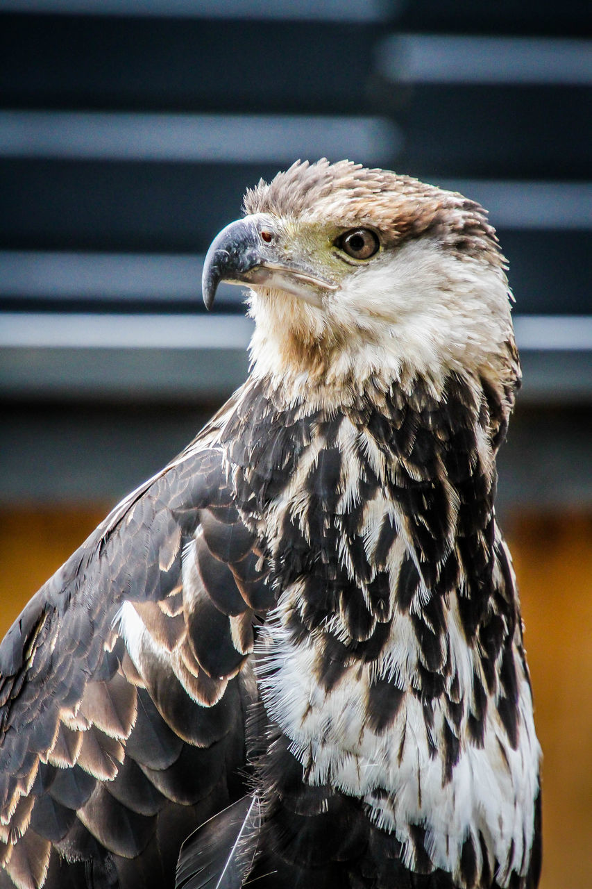 CLOSE-UP OF A BIRD