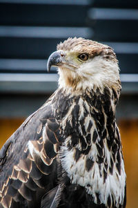 Close-up of eagle against blurred background