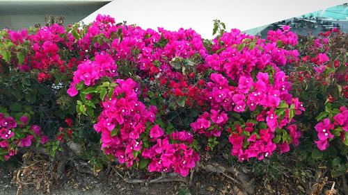 Pink flowers growing on plant