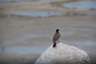 Bird perching on rock