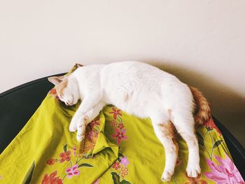 White cat resting on bed against wall