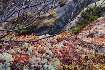 Close-up of flowers on tree