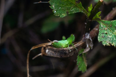 Close-up of insect on leaf