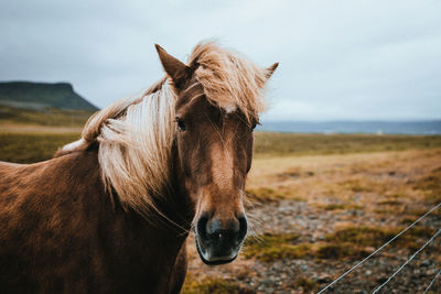 Close-up of a horse on field