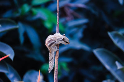 Close-up of a mushroom