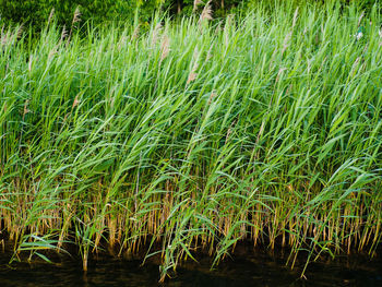 Full frame shot of rice paddy