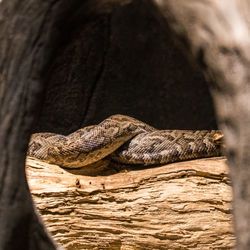 Close-up of lizard on rock in zoo